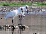 ibis-sendok-raja.jpg