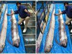 ikan-oarfish-11.jpg