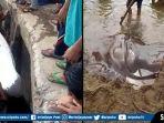 ikan-pari-dd.jpg