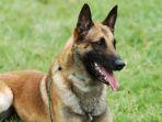 ilustrasi-anjing-malinois-belgia.jpg