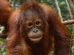 ilustrasi-orangutan-234.jpg