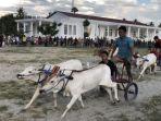 karapan-sapi-di-sigi.jpg