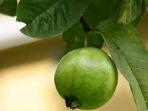 khasiat-daun-jambu-biji.jpg