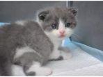kucing-hasil-kloning-di-china45.jpg