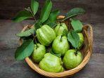 manfaat-daun-jambu-biji-untuk-kesehatan.jpg