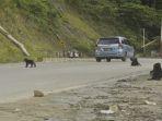 monyet-hitam-berkeliaran-di-jalan-11.jpg