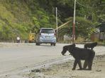monyet-hitam-berkeliaran-di-jalan-poros-nasional-palu-parigi-1.jpg