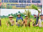 Kembangkan Padi Jiheram, Desa Kembang Merta Banggai Produksi 2.600 Ton Sekali Panen