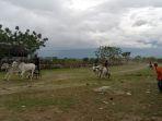 perlombaan-karapan-sapi-di-kelurahan-petobo-kecamatan-palu-selatan-kota-palu-sulawesi-tengah.jpg