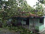 pohon-tumbang-menimpa-rumah-dinas-perwira-kodim-1308-lud.jpg