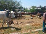 puluhan-ekor-sapi-tampak-sudah-disiapkan-pedagang-di-pusat-penjualan-ternak-sapi.jpg
