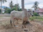 sapi-dari-menteri-untuk-sigi.jpg