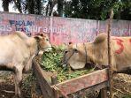 sapi-kurban-sigi-2024.jpg