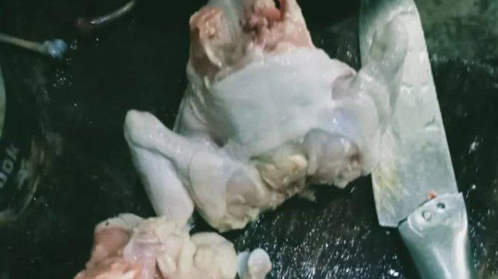 Viral, Warga Bojong Kabupaten Pekalongan Terima Bantuan Ayam yang Tidak Layak Konsumsi