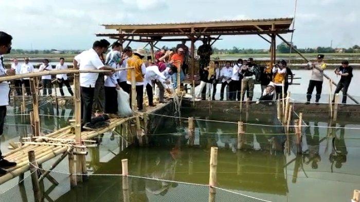 Maksimalkan SDA, Pemkab Batang Alihfungsikan Sawah Terkena Rob Jadi Demplot Tambak Kerapu