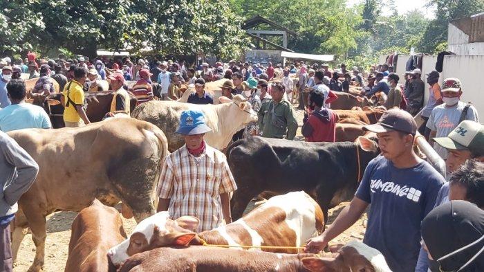 Pasar Hewan Kajen Padat, Banyak Pengunjung Abaikan Prokes, Pedagang: Saya Ketakutan