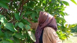 Agrowisata-buah-jambu.jpg