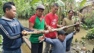 Ular-Piton-ditangkap-oleh-warga.jpg