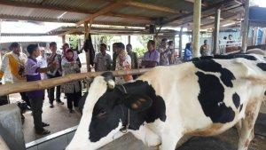 peternak-sapi-perah-Desa-Pacet.jpg