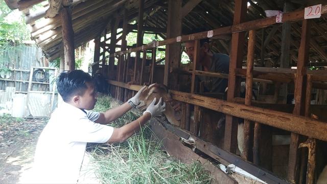 Jelang Idul Adha, DKPPP Kota Tegal Cek Kesehatan Hewan Kurban di Peternak dan Pedagang