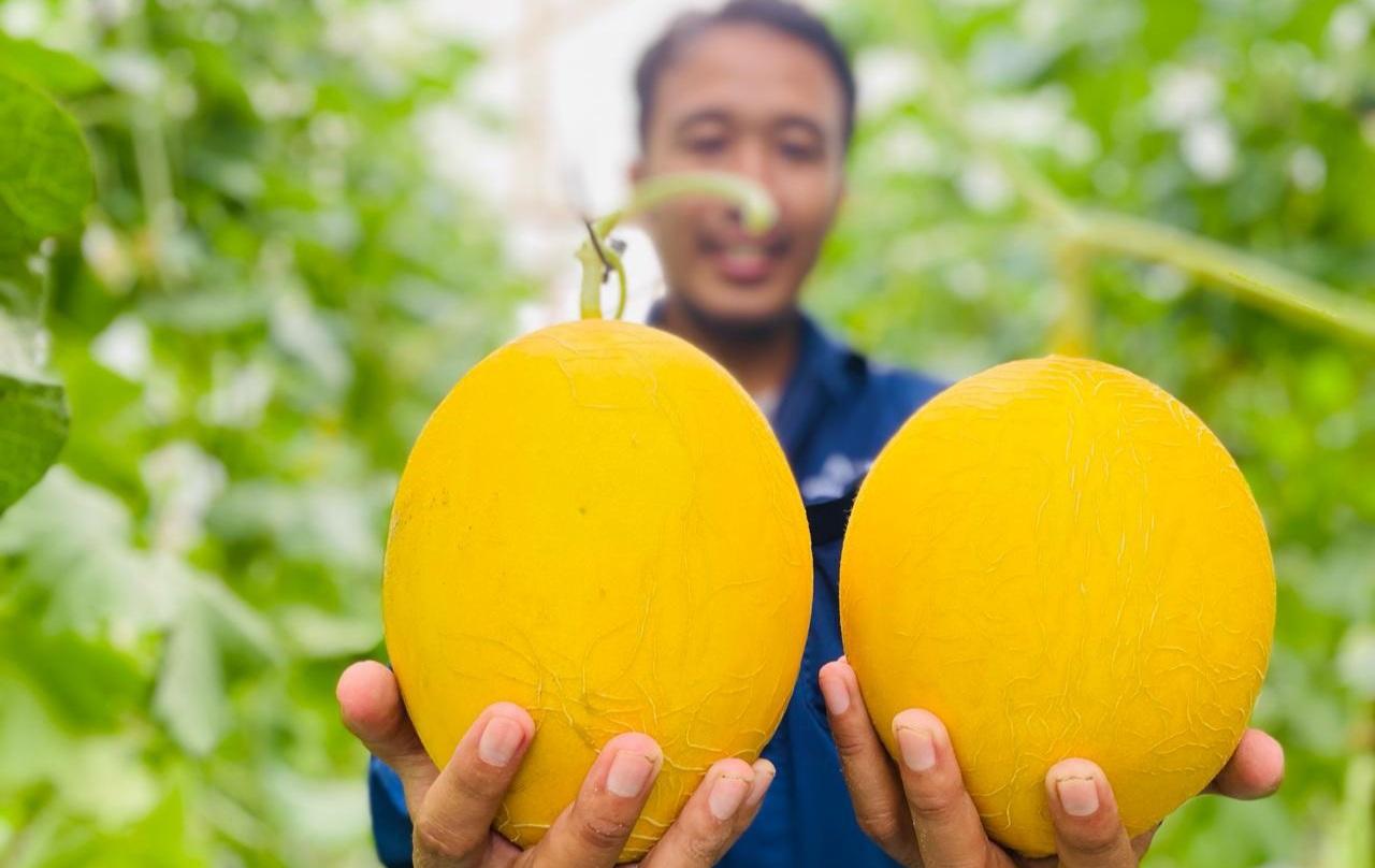 Gebyar Petik Melon Premium Desa Kalisapu Tegal, Ada 5 Varian, Segini Harganya per Kilogram