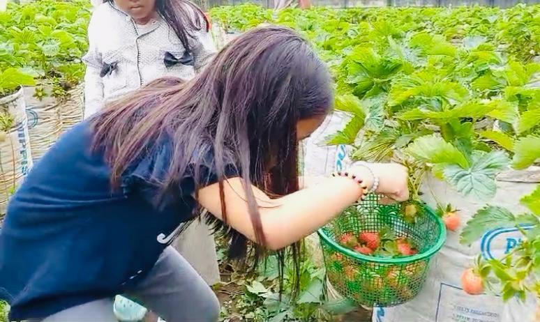 Kebun-Stroberi-Mencir-Guci.jpg