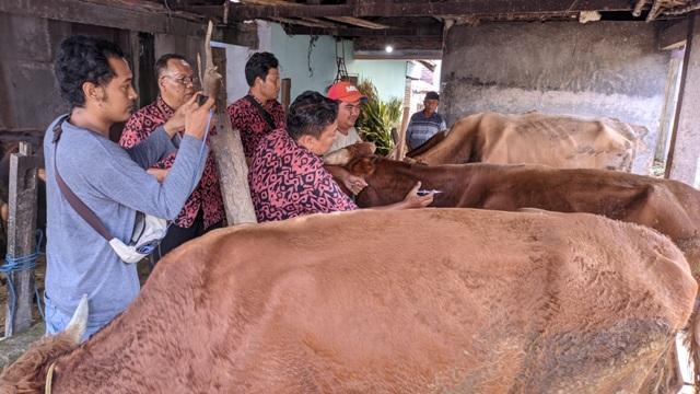 Jelang Iduladha, Dinas Pertanian dan Pangan di Kudus Gencarkan Vaksinasi PMK