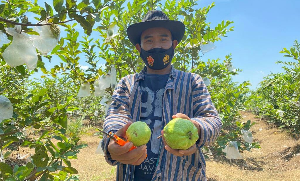 aiptu-mulyono-pak-mul-jambu-kristal-3.jpg