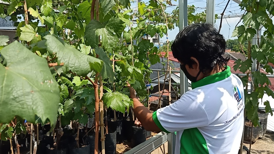 Budidaya Bibit Anggur di Rooftop Selama Pandemi, Pria Pekalongan Ini Kantongi Omzet Menggiurkan