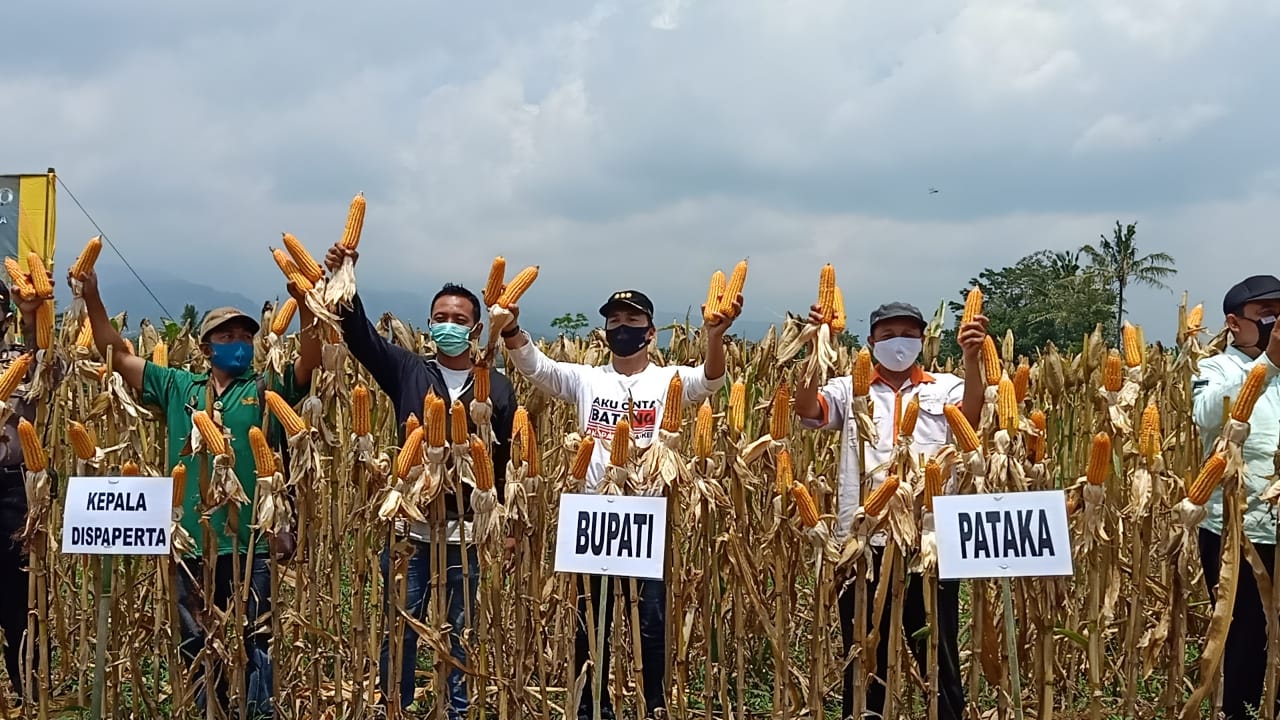 Bupati Batang Wihaji Ajak Petani Jagung Tingkatkan Produktivitas