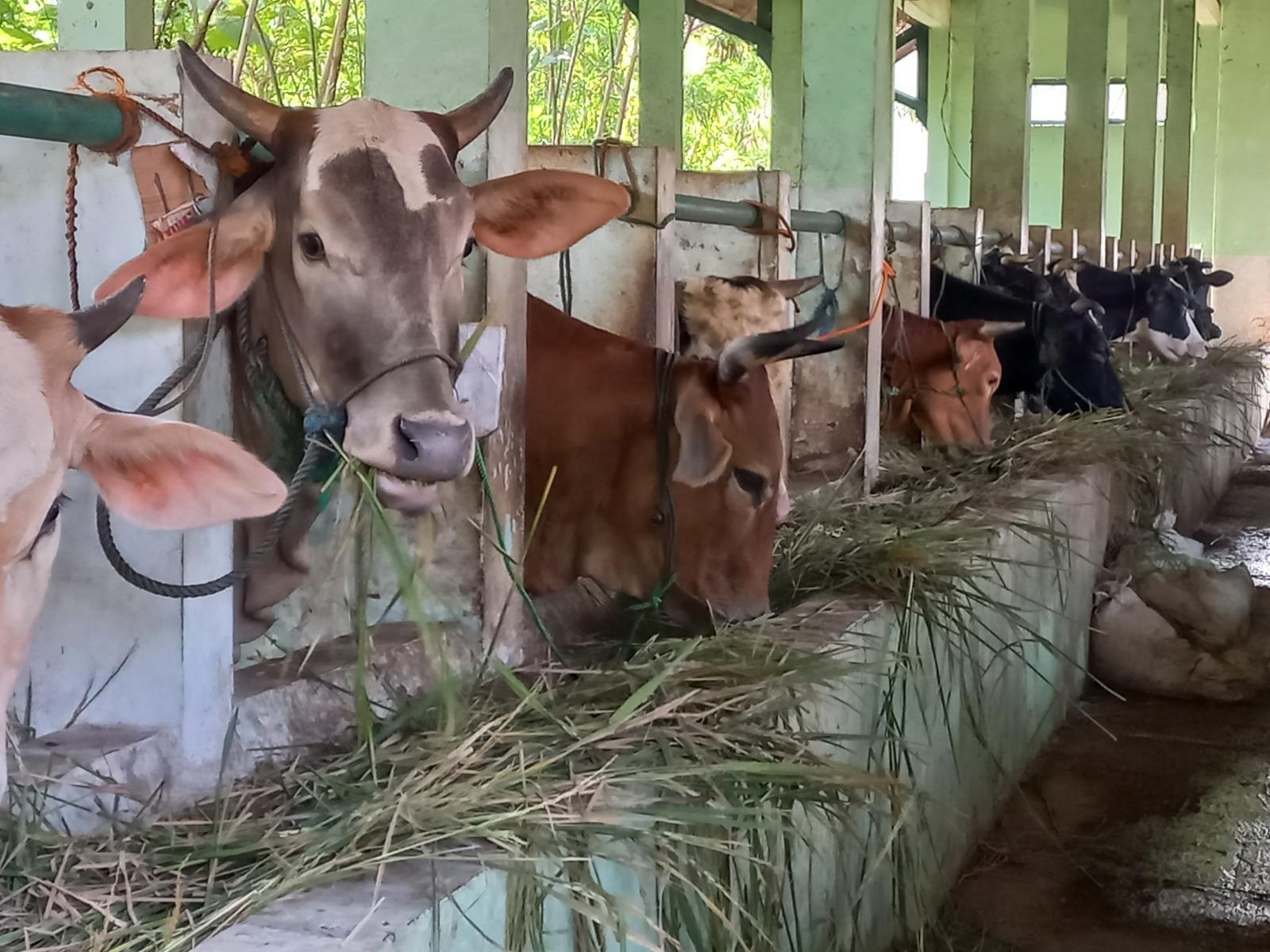 Jelang Idul Adha, Dinperpa Kota Pekalongan Bentuk Tim Pengawasan Hewan Kurban, Ini Tugasnya
