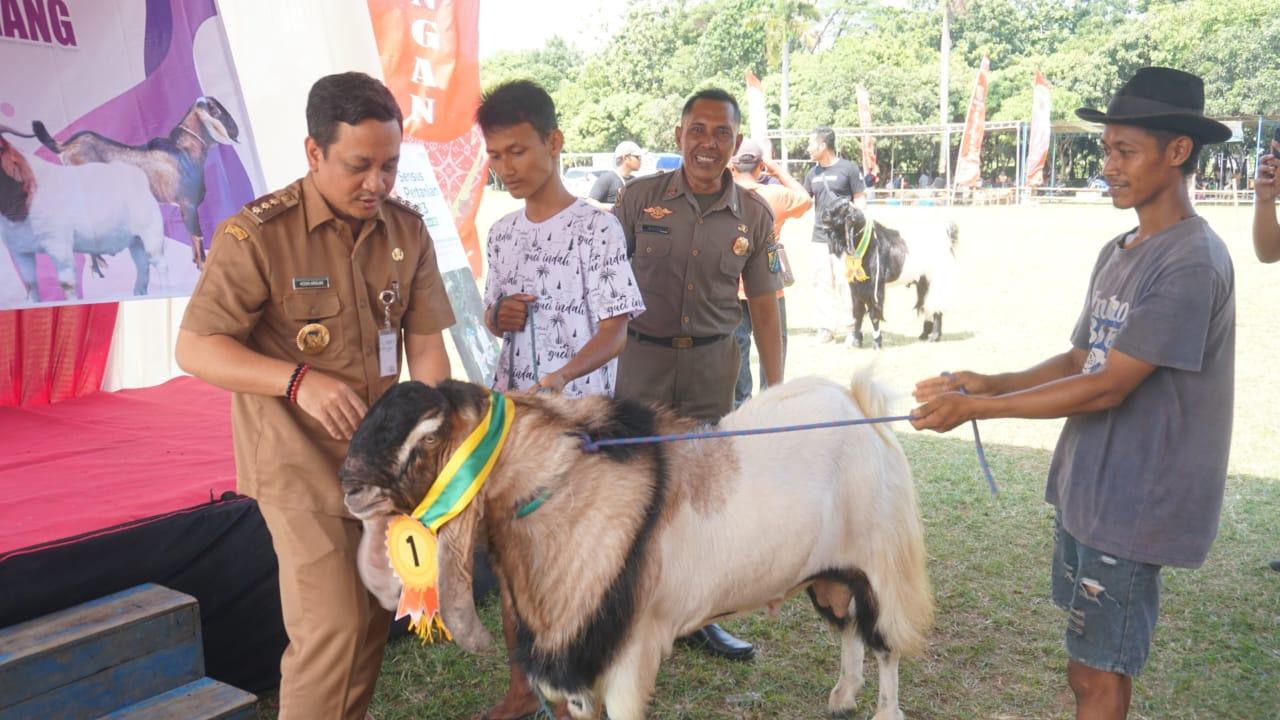 kontes-kambing-kurban-unggul.jpg