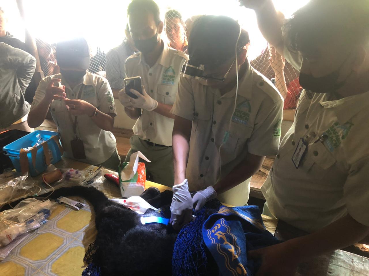 Macan Kumbang yang Ditemukan di Warung Warga di Pekalongan Akhirnya Tak Terselamatkan