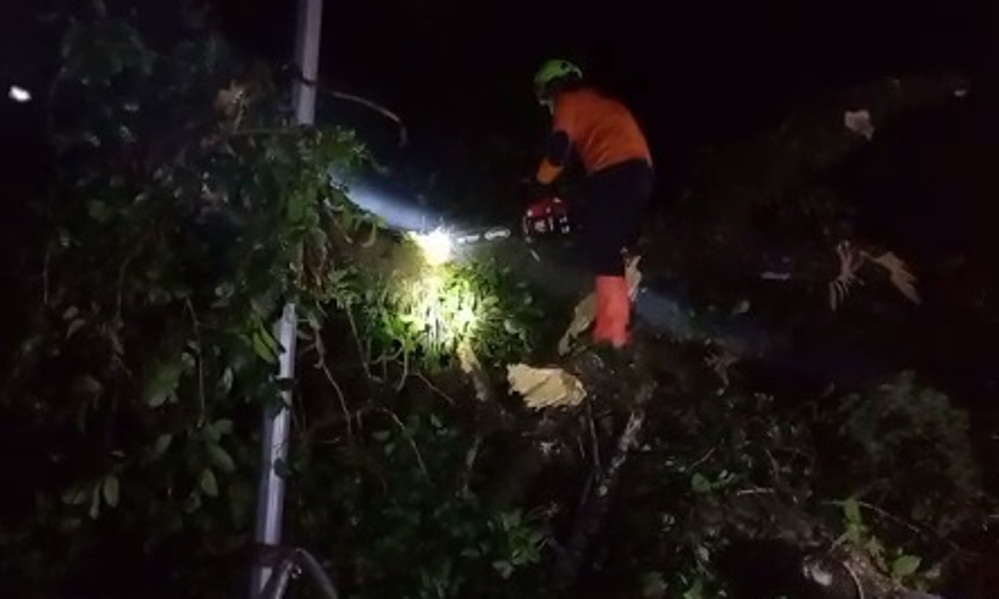 Tak Ada Hujan Tak Ada Agin, Pohon Pule Rimba Tiba-tiba Tumbang, Tutup Jalan di Pekalongan
