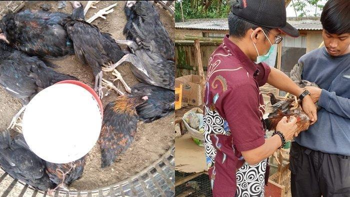 Puluhan Unggas di Pekalongan Mati Mendadak, Terserang Flu Burung