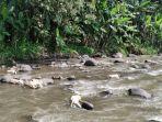 Heboh Warga Susukan Semarang Temukan Puluhan Bangkai Kambing di Sungai Serang