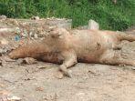Bangkai-sapi-terinfeksi-PMK.jpg