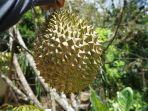 Muji-Hartono-petani-durian-saat-memetik-durian-di-De.jpg