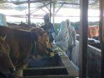 Penanganan-sapi-yang-terkonfirmasi-PMK-di-Demak.jpg
