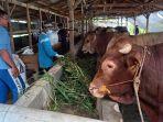 Peternakan-sapi-di-Kraton-Kota-Tegal.jpg