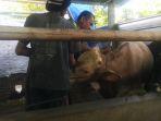 Petugas-Dispertan-Kudus-melakukan-vaksinasi-LSD-kepada-sapi-di-pet.jpg