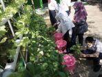 Sejumlah-siswa-SLB-Negeri-Batang-sedang-sibuk-memanen-sayur-hasil-t.jpg