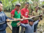 Ular-Piton-ditangkap-oleh-warga.jpg