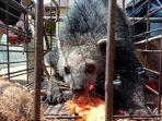 binturong-penis-palsu.jpg