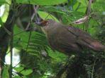 burung-poksay-kuda-yang-kini-langka-dan-sulit-ditemukan-keberadaannya-di-gunung-slamet.jpg