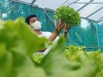 ceo-pasar-sayoor-syaroful-azka-sedang-memanen-selada-di-lahan-hidroponik-1.jpg