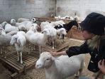 edufarming-peternakan-domba-petungkriyono-kabupaten-pekalongan.jpg