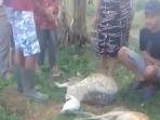 kambing-dimangsa-harimau.jpg