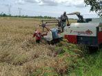 panen-padi-petani-tegal-tolak-impor-beras-gabah-anjlok.jpg