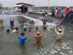 panen-udang-vaname.jpg